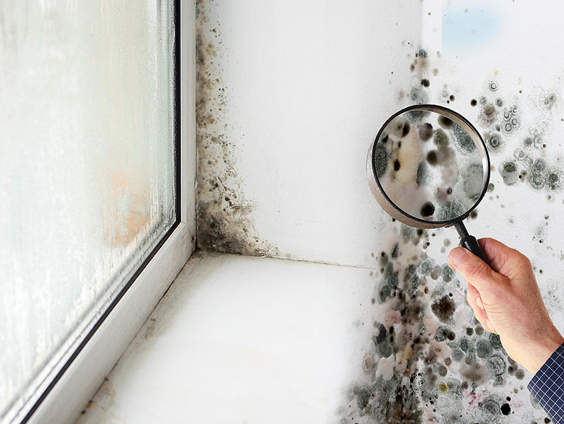 Cómo eliminar la humedad de tu hogar?