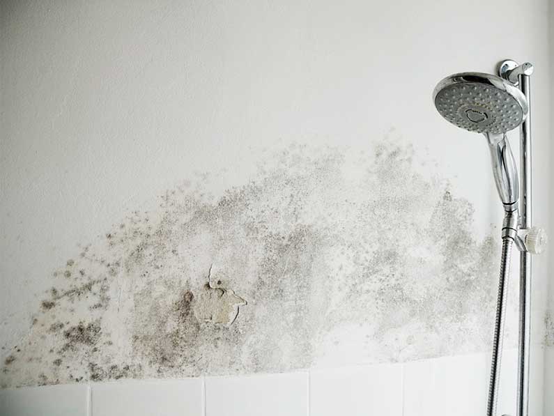 Moho en las paredes del baño solución Cantitec Granada